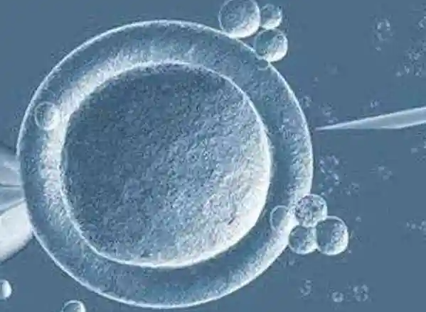 长沙借卵试管助孕：试管婴儿下调后需要多长时间才能触发排卵，有哪些选择？